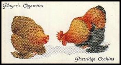 9 Partridge Cochins